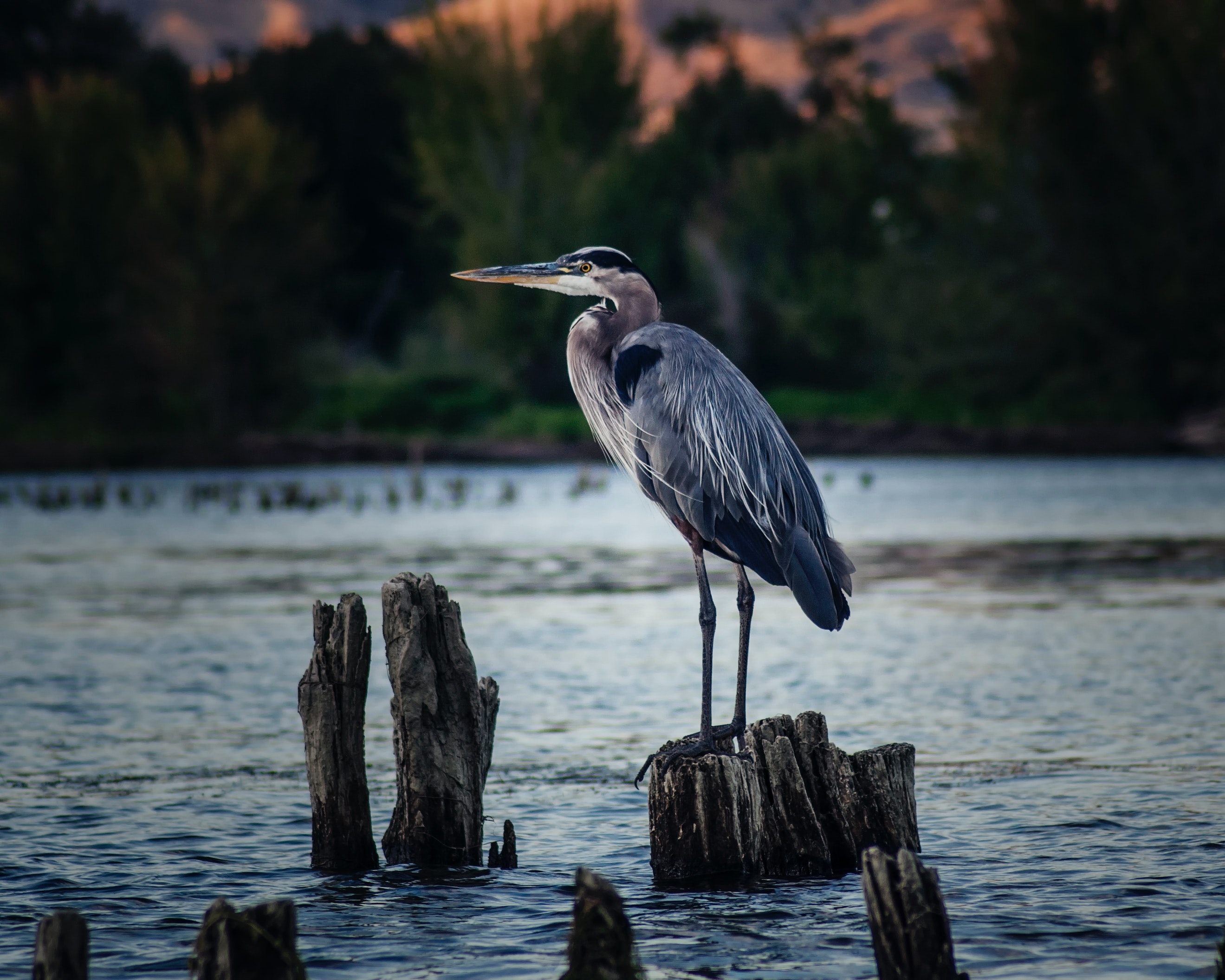 bird-perched-on-wood-3947254
